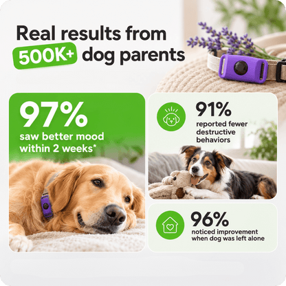 FurLife™ 1 Month Calm & Comfort Pendant