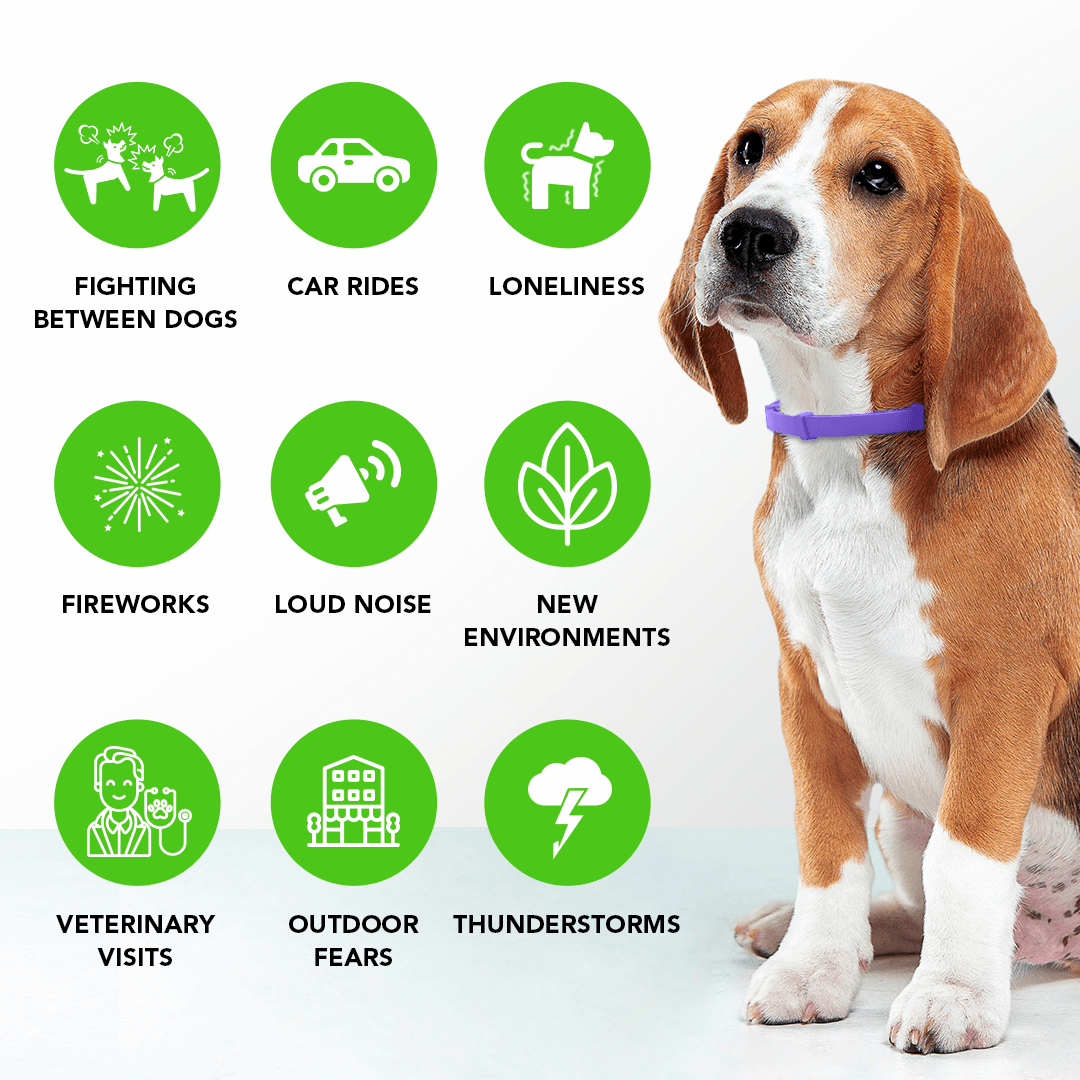 FurLife™ - Natural Pheromone Calming Collar