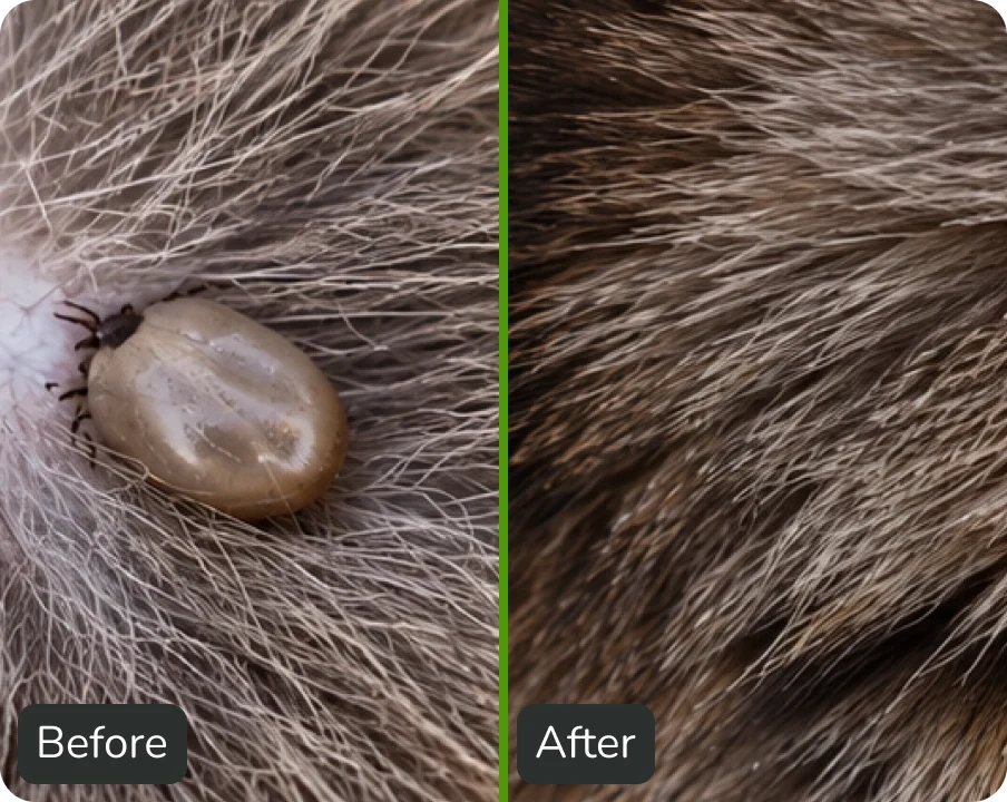 Natural Pheromone Calming Collar for Cats (TEST)