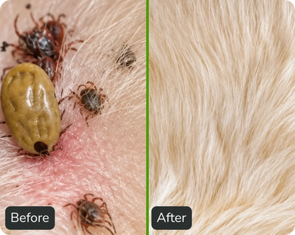 Natural Pheromone Calming Collar for Dogs (TEST)