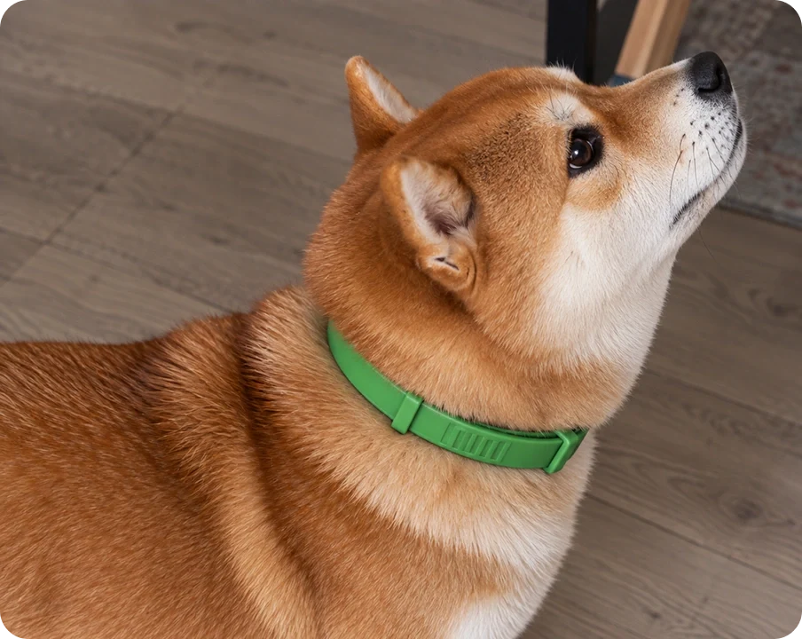 Natural Pheromone Calming Collar for Dogs (TEST)